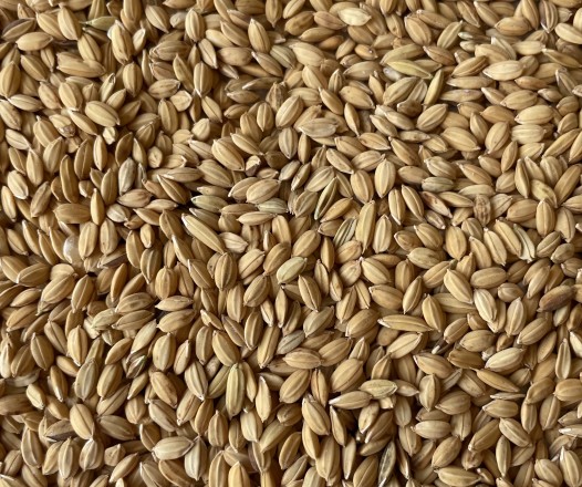 Riz paddy seine et marne meau chateau thierry